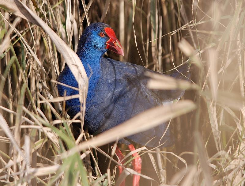 Polllo Sultano